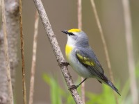 A10A6215Brewsters_Blue-winged_Warbler