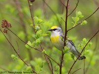 A10A6224Brewsters_Blue-winged_Warbler