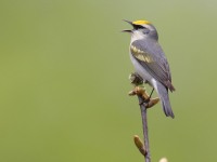 A10A6225Brewsters_Blue-winged_Warbler