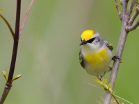 A10A6233Brewsters_Blue-winged_Warbler