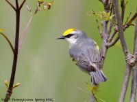 A10A6240Brewsters_Blue-winged_Warbler