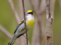A10A6242Brewsters_Blue-winged_Warbler