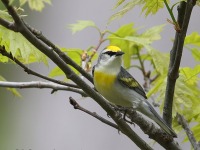 A10A6250Brewsters_Blue-winged_Warbler