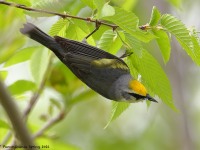 A10A6257Brewsters_Blue-winged_Warbler
