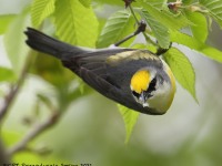 A10A6260Brewsters_Blue-winged_Warbler
