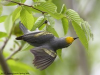 A10A6264Brewsters_Blue-winged_Warbler