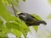 A10A6277Golden-winged_Warbler