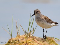 A10A6281Semipalmated_Sandpiper