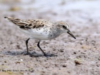 A10A6285Semipalmated_Sandpiper