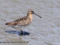 A10A6469Short-billed_Dowitcher