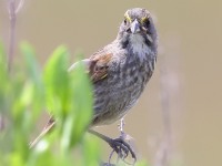 A10A6482Seaside_Sparrow