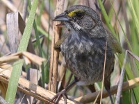 A10A6508Seaside_Sparrow