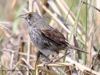 A10A6512Seaside_Sparrow