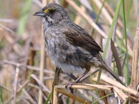 A10A6517Seaside_Sparrow