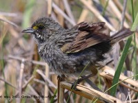 A10A6519Seaside_Sparrow