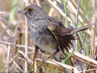 A10A6531Seaside_Sparrow