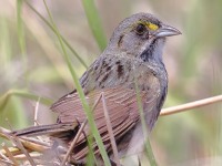 A10A6542Seaside_Sparrow