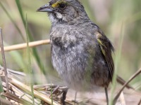 A10A6562Seaside_Sparrow