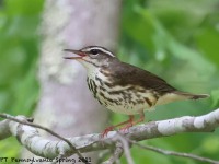 A10A6692Louisiana_Waterthrush