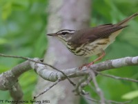 A10A6696Louisiana_Waterthrush