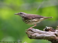 A10A6734Louisiana_Waterthrush