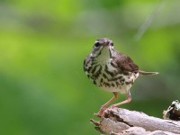 A10A6735Louisiana_Waterthrush