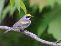 A10A6756Golden-winged_Warbler