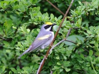 A10A6766Golden-winged_Warbler