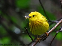 A10A6921Yellow_Warbler