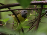 A10A6931Mourning_Warbler