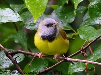 A10A6960Mourning_Warbler_1