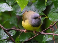 A10A6962Mourning_Warbler