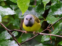 A10A6968Mourning_Warbler