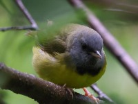 A10A6982Mourning_Warbler