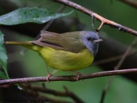 A10A6984Mourning_Warbler