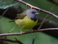 A10A6989Mourning_Warbler