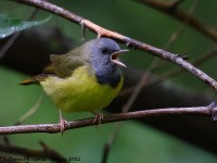 A10A6990Mourning_Warbler