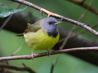 A10A6995Mourning_Warbler