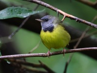 A10A7003Mourning_Warbler