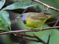 A10A7014Mourning_Warbler