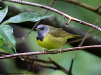 A10A7016Mourning_Warbler