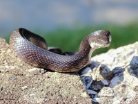 1_A10A0117Black_Rat_Snake