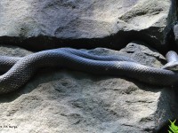 1_A10A0183Black_Rat_Snake