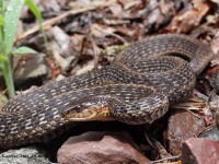 A10A0023Garter_Snake