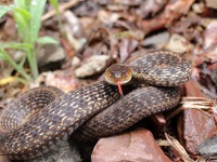 A10A0028Garter_Snake