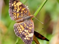 A10A0042Pearl_Crescent_Butterfly