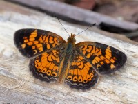 A10A0046Pearl_Crescent_Butterfly