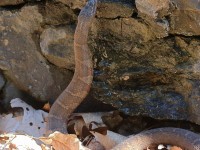 A10A0085Northern_Watersnake