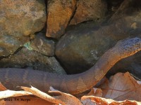 A10A0090Northern_Watersnake