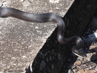 A10A0104Black_Rat_Snake